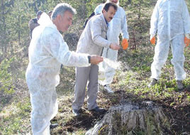 Kenesavar karıncaların Konya savaşı