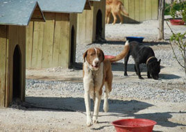 Konya'da köpeklere elektronik takip